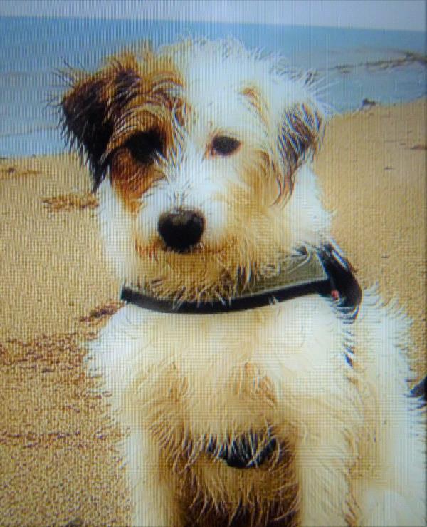 /images/uploads/juneau animal rescue/alaskapets2020/entries/14959thumb.jpg